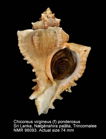 Chicoreus virgineus (f) ponderosus.jpg - Chicoreus virgineus (f) ponderosus (G.B.Sowerby,1879)